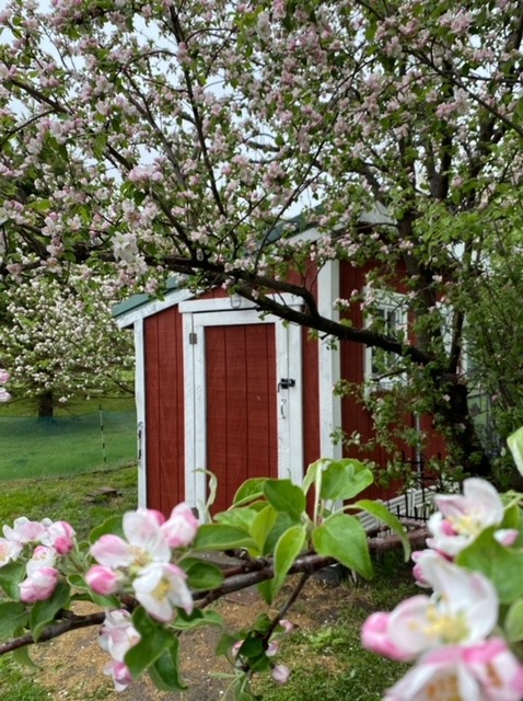 The Duck House and Apple Tree
