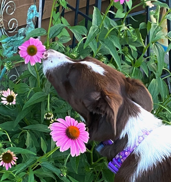Lizzie taking time to smell the flowers