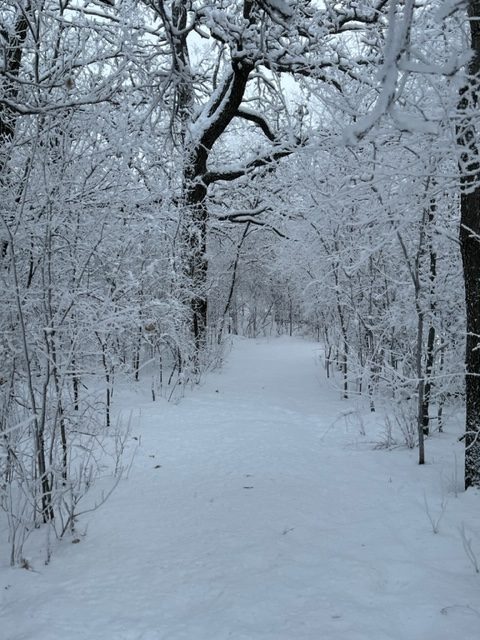 Winter trail (Narnia?)
