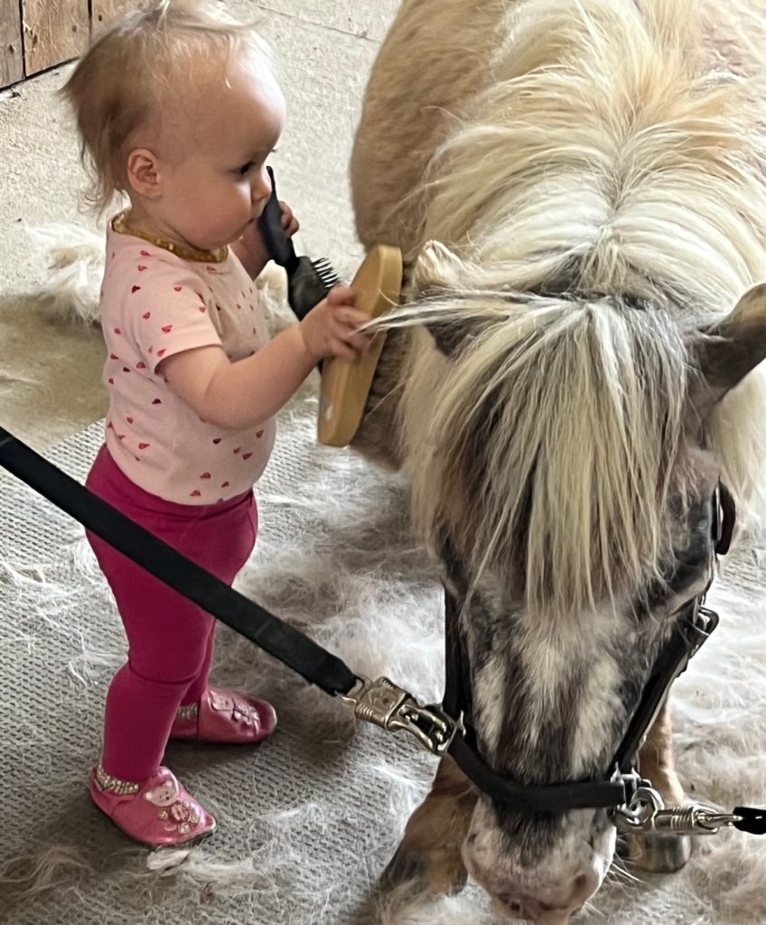 Grooming helps build the connection between rider and horse