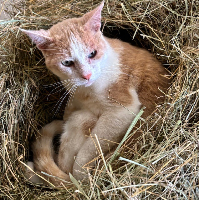 Julius, Barn Cat in his hay nest