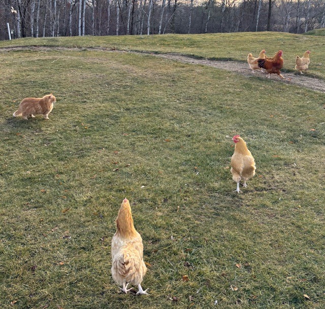 Carlos the Rooster and the 5 Señorita Hens