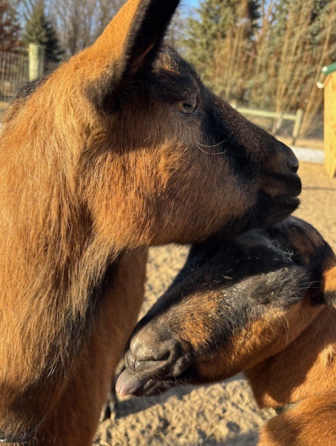 The Goat Girls:  Bella and Claudia.