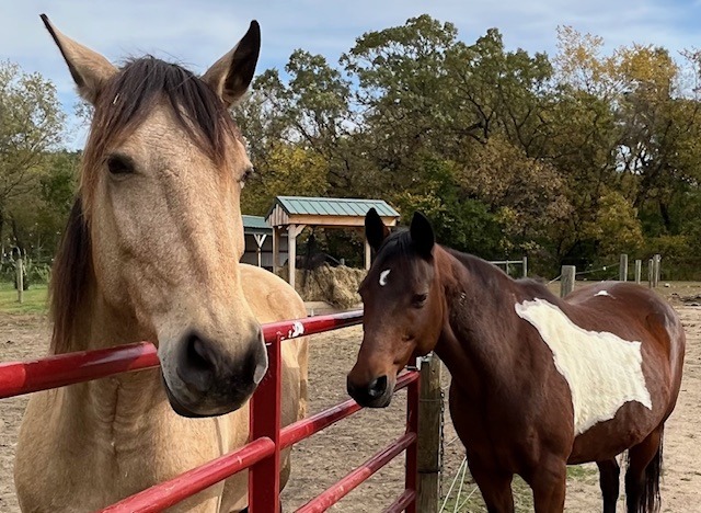 We said good-bye to two of the absolute best therapy horses November of 2024; Sonora and Rasheeka.  They are deeply missed by so many of our friends and participants.