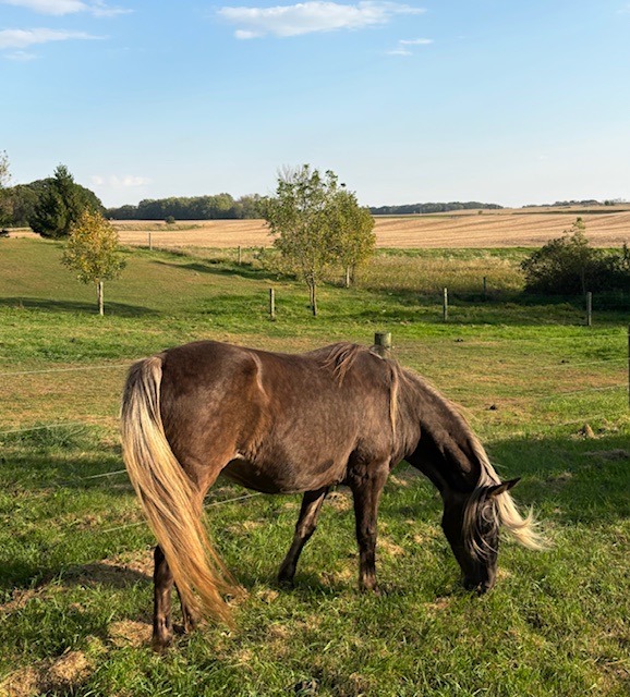 Beautiful Shay joined us in fall of 2025