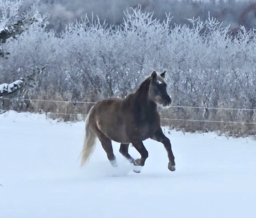 Shay was built for the snow!