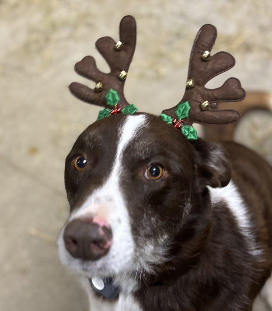 Lizzie the reindeer!