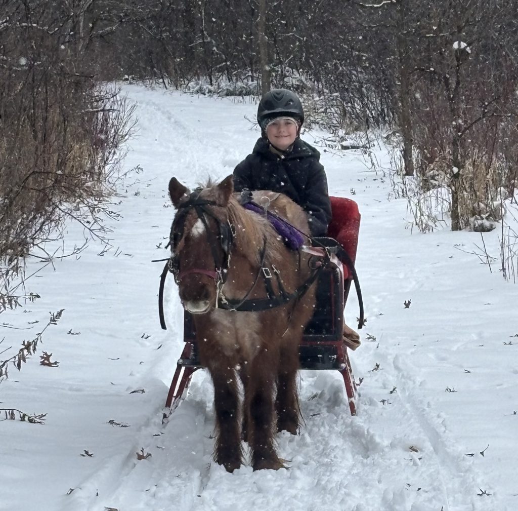 mini horse - mini sleigh